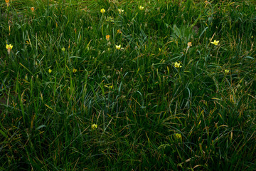 Netherlands,Lisse, a close up of a lush green field