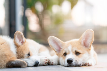 Closeup of group lovely, cute corgi dog puppies lying, relaxing and sleeping in summer sunny day