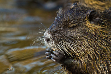 Biberratte (Myocastor coypus)
