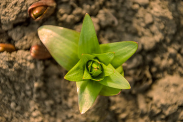 lily flower sprout