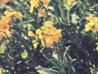 Erysimum cheiri - La giroflée jaune des murailles, une fleur printanière d'ornement des jardins