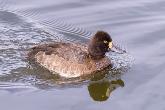 Lesser Scaup Female Duck Swimming in a Pond
