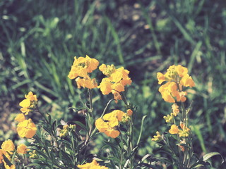 Obraz premium Erysimum cheiri - La giroflée jaune des murailles, une fleur printanière d'ornement des jardins