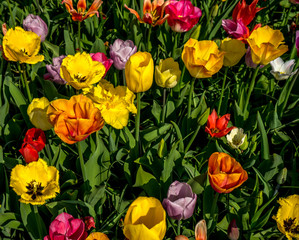 Netherlands,Lisse, a vase filled with yellow flowers © SkandaRamana