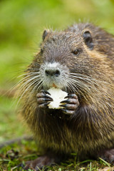 Biberratte (Myocastor coypus)