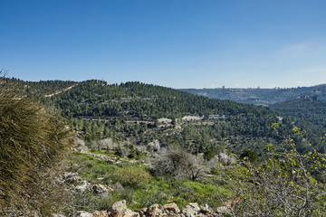 Fototapeta na wymiar Forest of Sataf west of Jerusalem Israel. A beautiful area of hiking and enjoying the nature. 