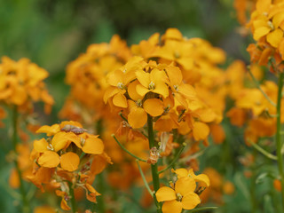 Erysimum cheiri - La giroflée des murailles de couleur jaune orange