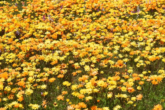 Dimorphotheca flower garden / Matsuzaki town Shizuoka Japan