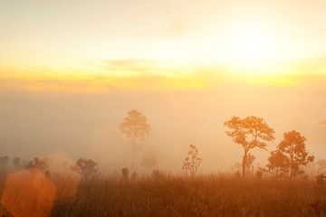 Fototapeta premium Morning sunrise on mountain with trees and fog. Fresh nature and travel background.