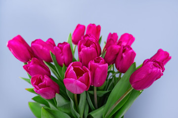 Bouquet of pink tulips on a blue background.