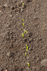 タマネギの発芽