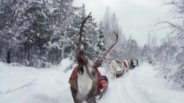 Beautiful reindeer walking along in the snow decorated with native embroideries from the people of Lapland.