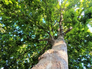 Arbol en verano, verde y frondoso. 