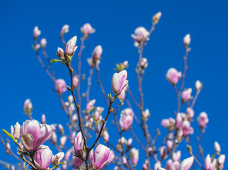 Blooming Magnolia tree in spring