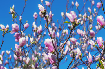 Blooming Magnolia tree in spring