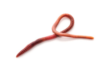 worm on a white background