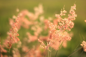 Blur grass flower sunrise for background in the morning. 