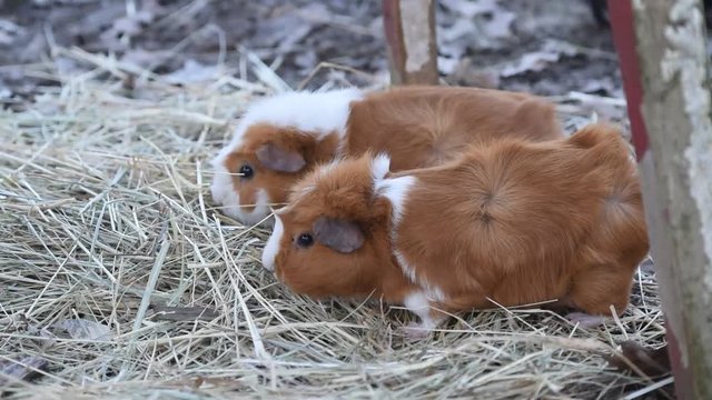 cochon d'inde