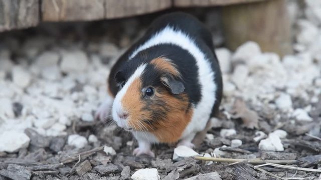 cochon d'inde