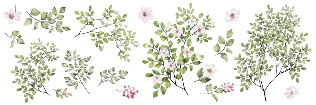 Watercolor painting of a flowering branch with leaves and pink flowers.  Botanical set: twigs, leaves, cherry flowers and Apple trees.
