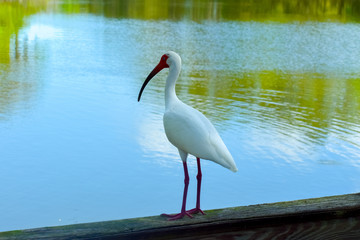 Obraz premium ibis with water background