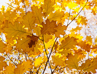 Naklejka na ściany i meble Bright autumn leaves in the natural environment.