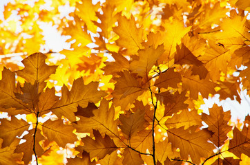 Bright autumn leaves in the natural environment.