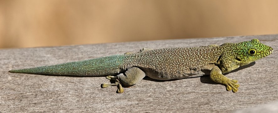 Querstreifen-Taggecko