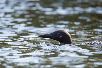 Common Loon (gavia immer) swimming in the lake 