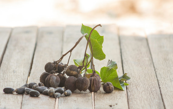 Jatropha seeds