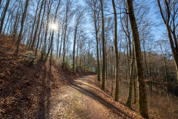 Frühling im Schwarzwald