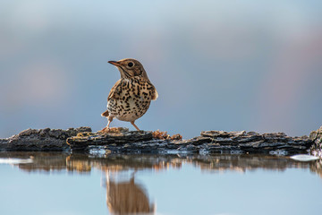 Fieldfare (Turdus pilaris), in the natural habitat