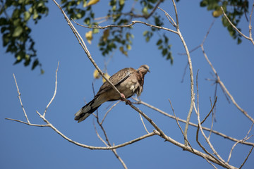 Brown Pigeon sitting on tree