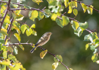 Obraz premium Phylloscopus collybita bird on tree in the park