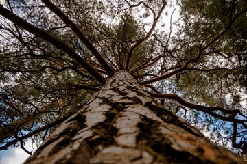 pine tree from the otom