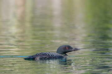 Common Loon (gavia immer) swimming in the lake 