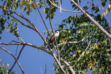 Red whiskered Bulbul Bird on Tree