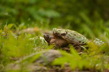 Common Snapping Turtle (Chelydra serpentina) female laying a clutch of eggs