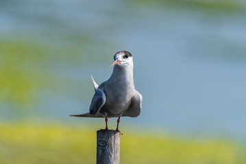 Common Tern (Sterna hirundo) perched on a post 