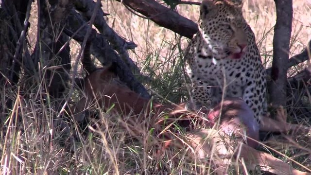 Female leopard with bloody mouth feeding on freshly killed impala. Tall yellow grass sways in the wind around leopardess in Greater Kruger National Park in South Africa.