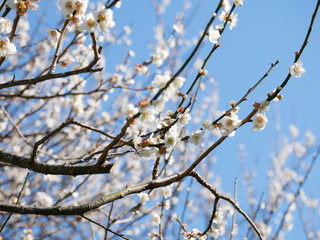 梅の花　青空