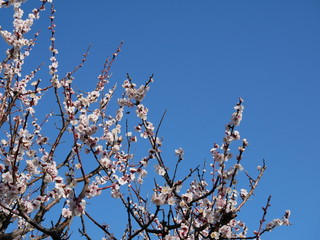 梅の花　青空