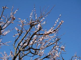 梅の花　青空