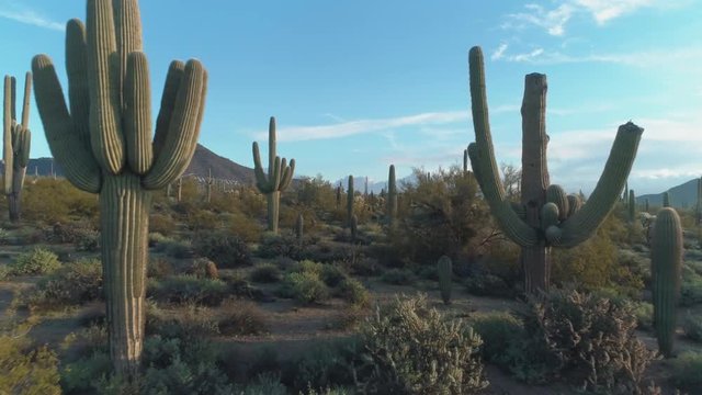 Lush Sonoran Desert and Mountains with Cacti at Sunrise Travel Through