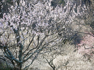 梅の花　日本 田浦 梅の里