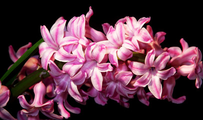 Hyacinth.