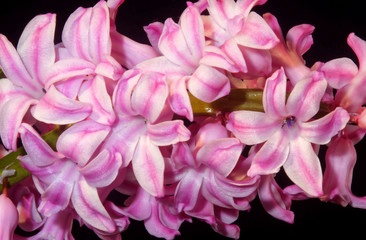 Hyacinth.