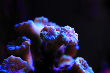 Caulastrea Trumpet long polyp stony coral in reef aquarium