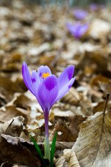 blooming beautiful saffron flower in the forest