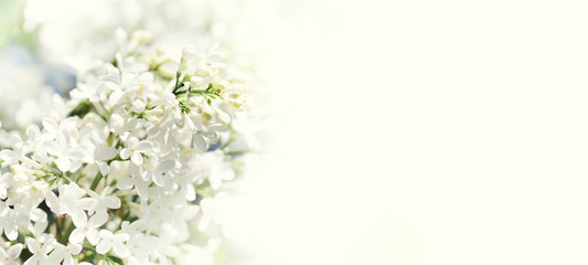 Blossoming common Syringa vulgaris lilacs bush white cultivar. Springtime landscape with bunch of tender flowers. lily-white blooming plants, copy space.